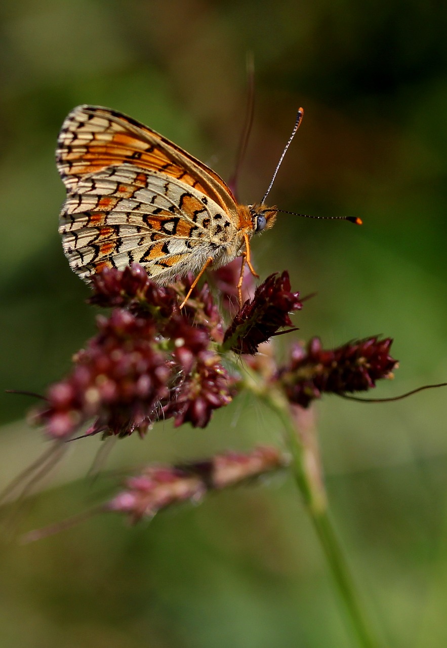 butterfly coloring wings free photo