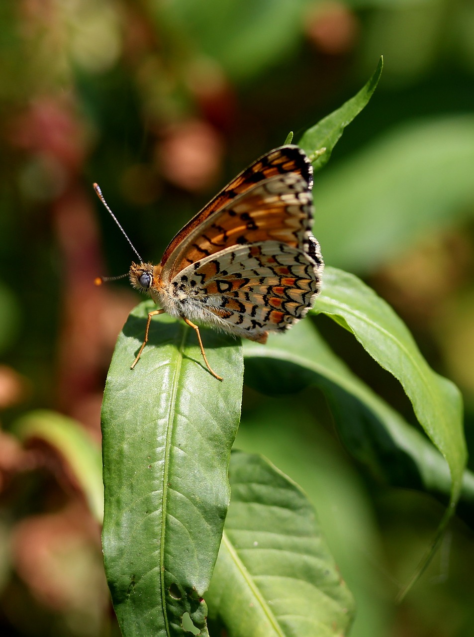 butterfly coloring wings free photo