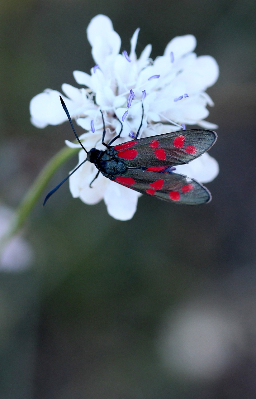 butterfly coloring wings free photo