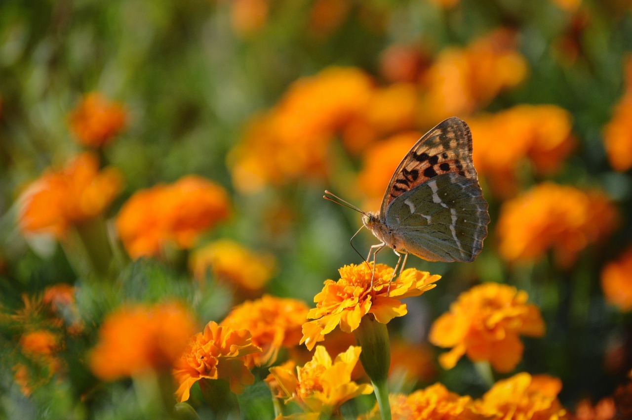 butterfly flowers yellow free photo