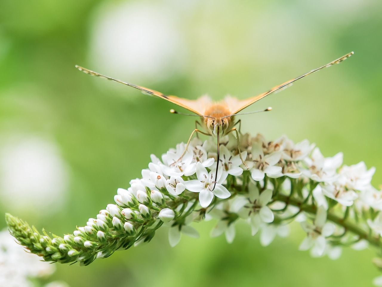 butterfly painted lady insect free photo