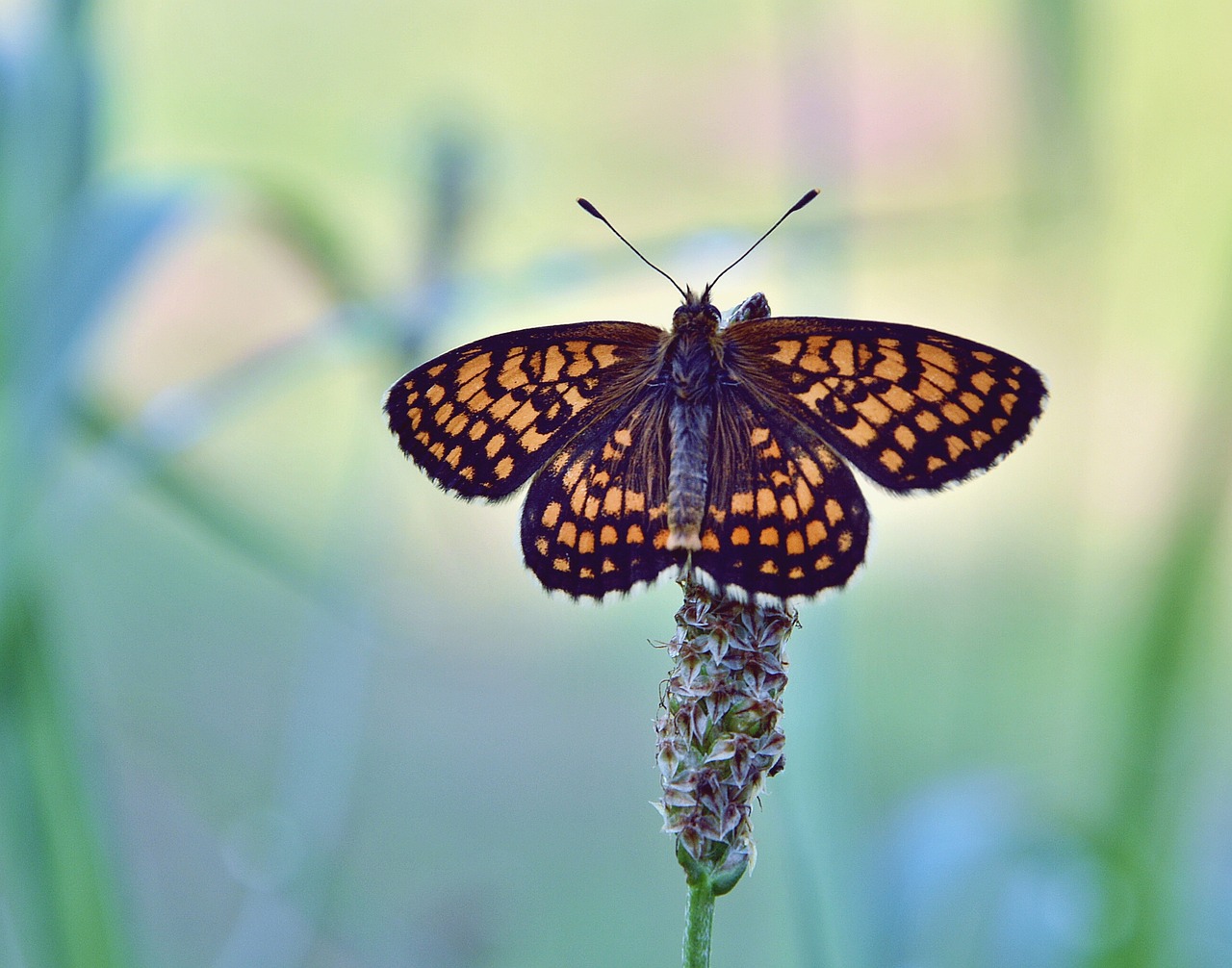 butterfly nature summer free photo