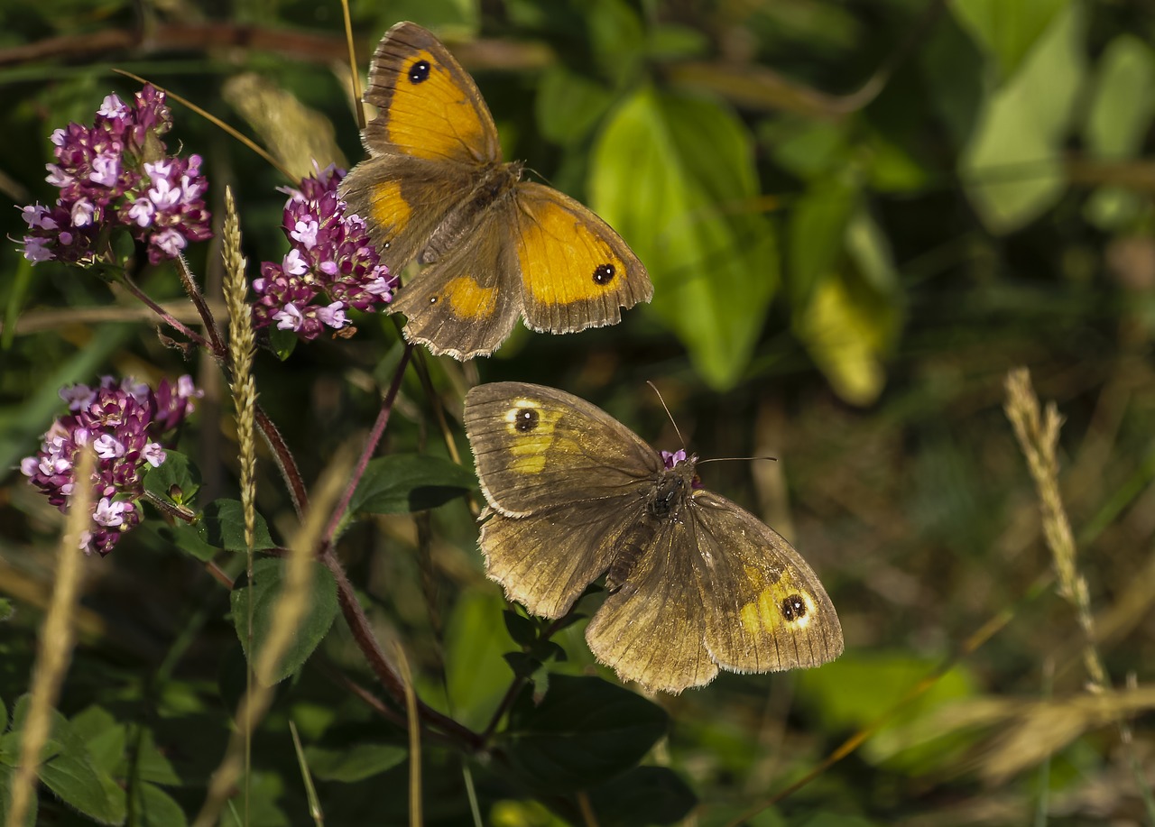 butterfly gatekeeper lepidoptera free photo