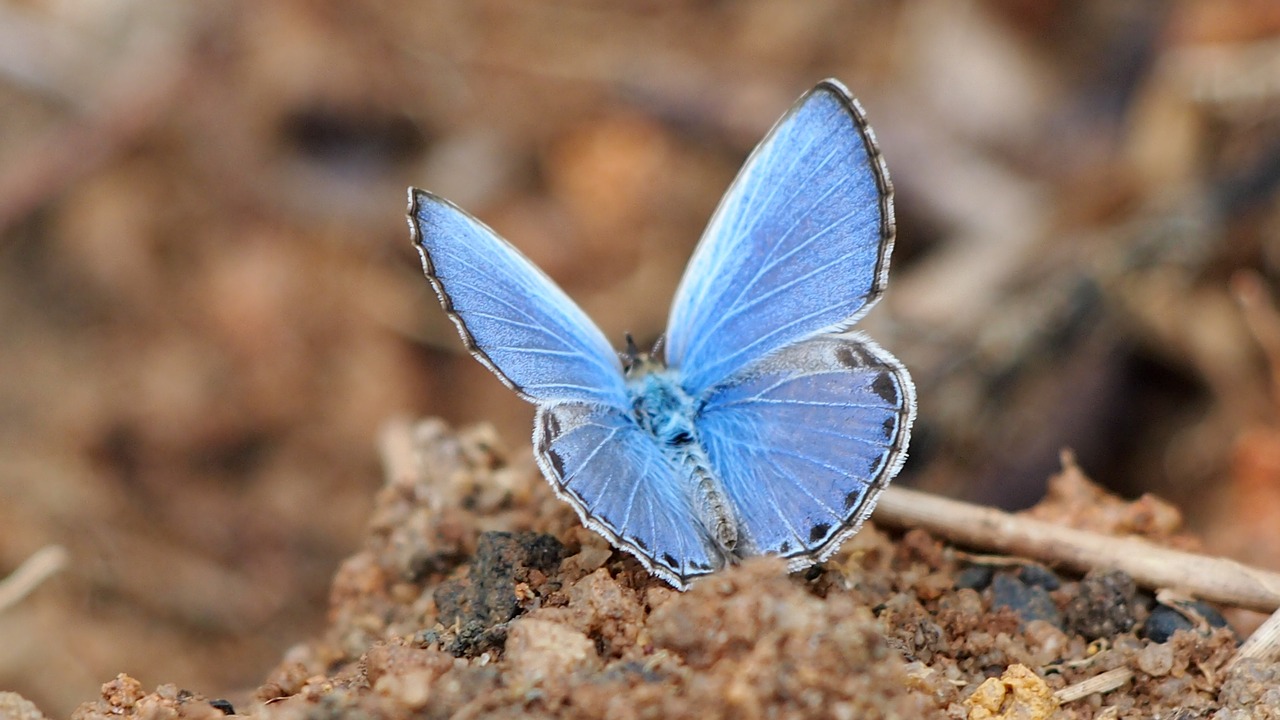 butterfly blue blue powder butterfly free photo