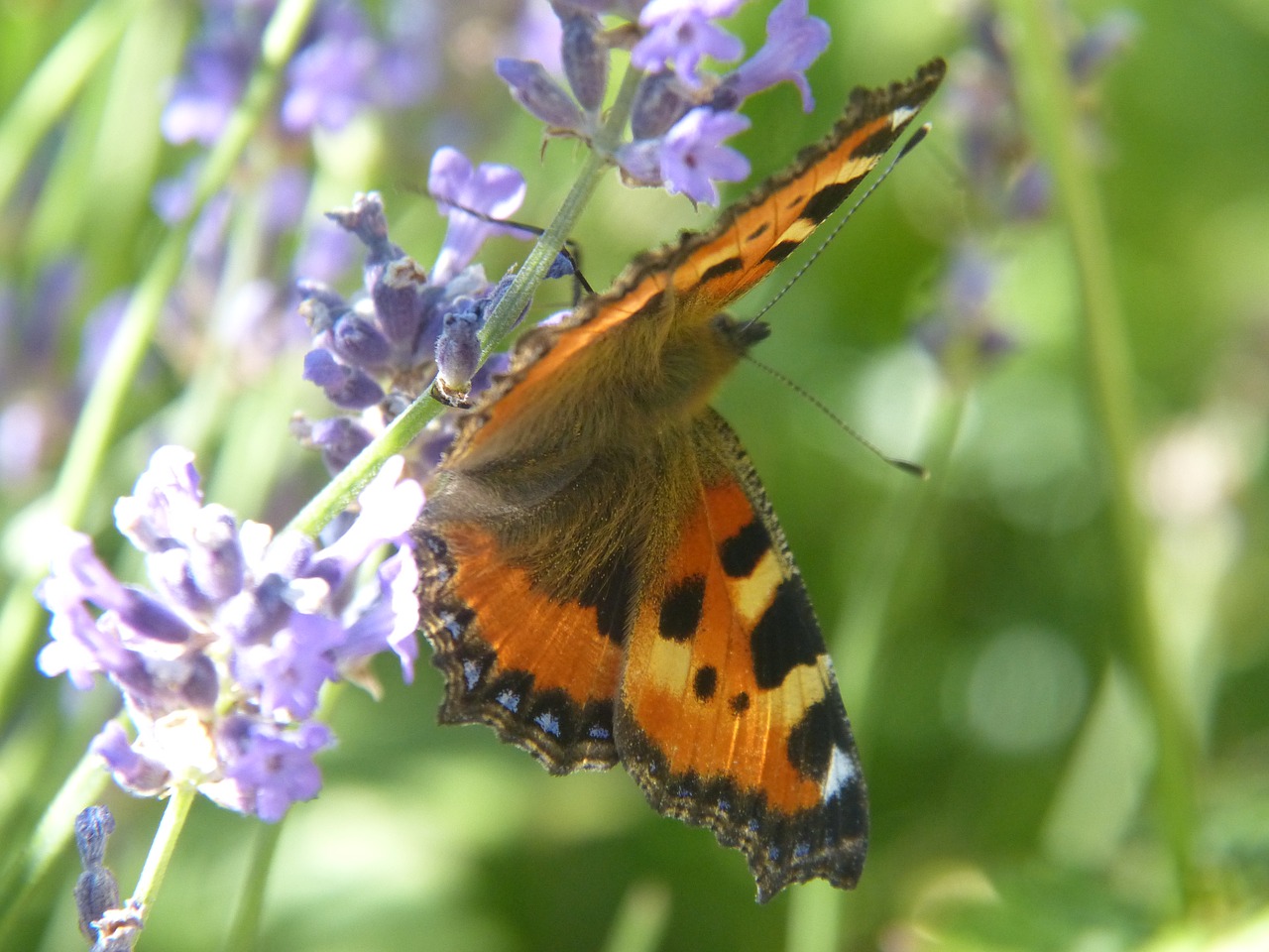 butterfly flower blossom free photo