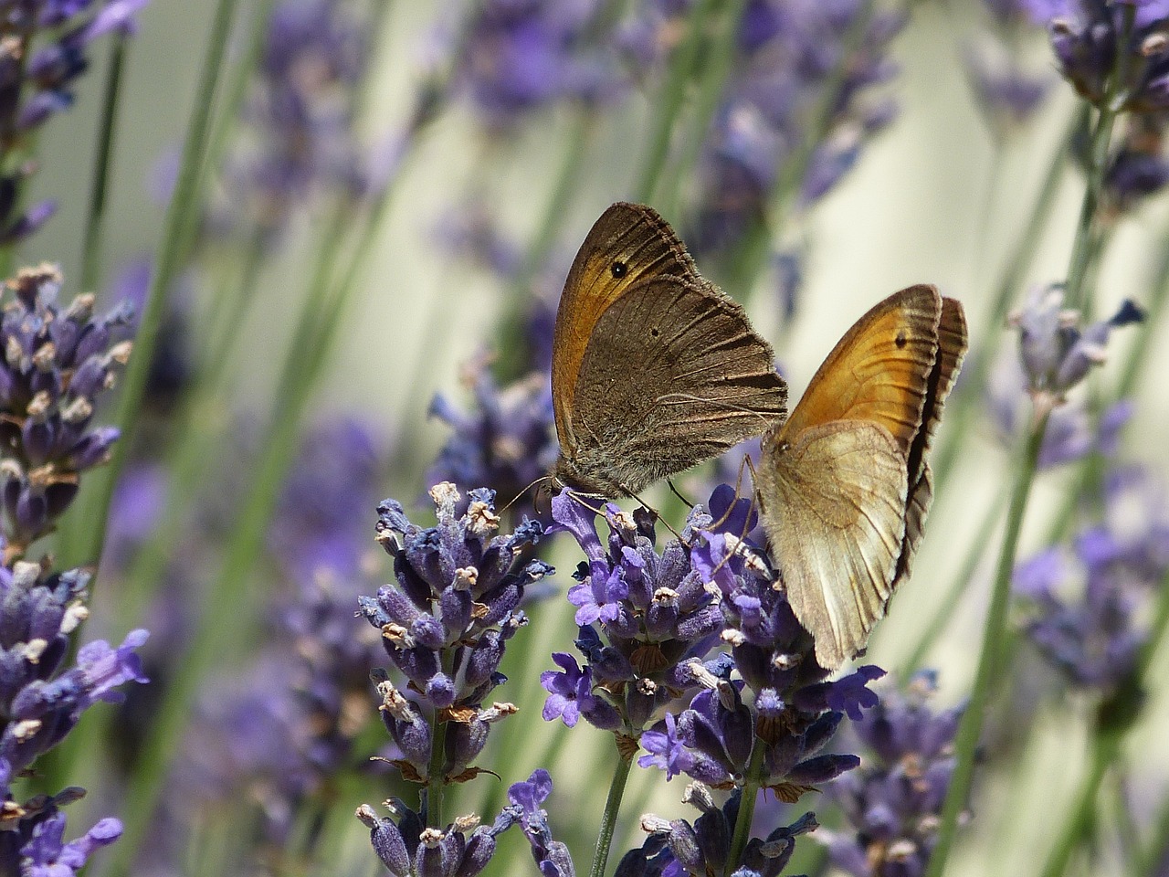 butterfly flower nature free photo