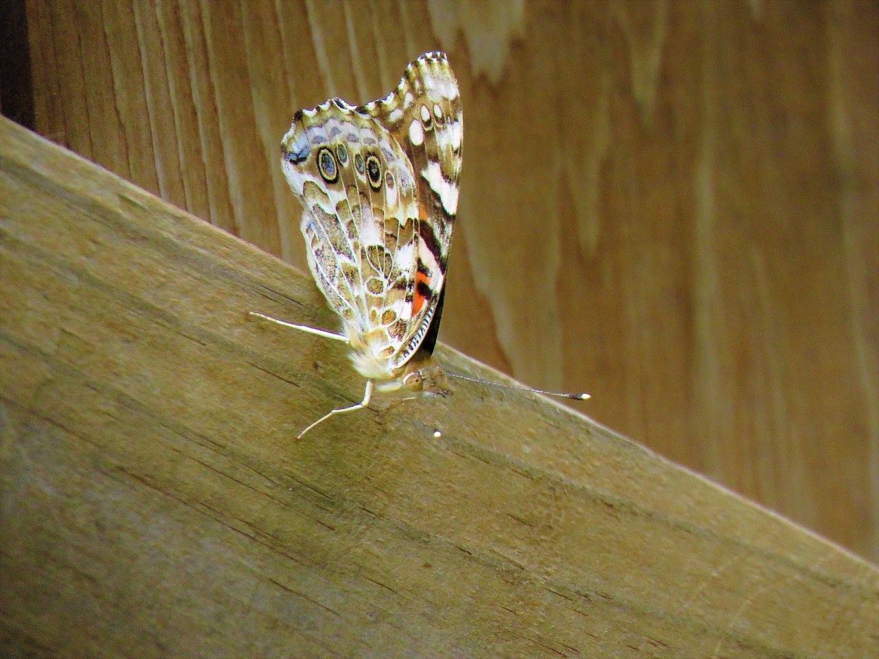 butterfly insect colorful free photo