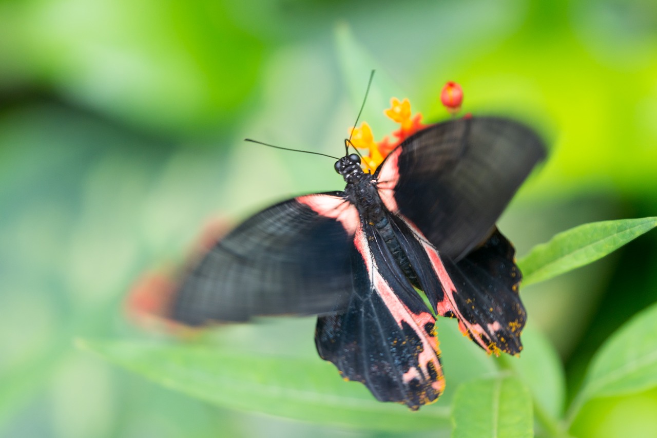 butterfly insects nature free photo