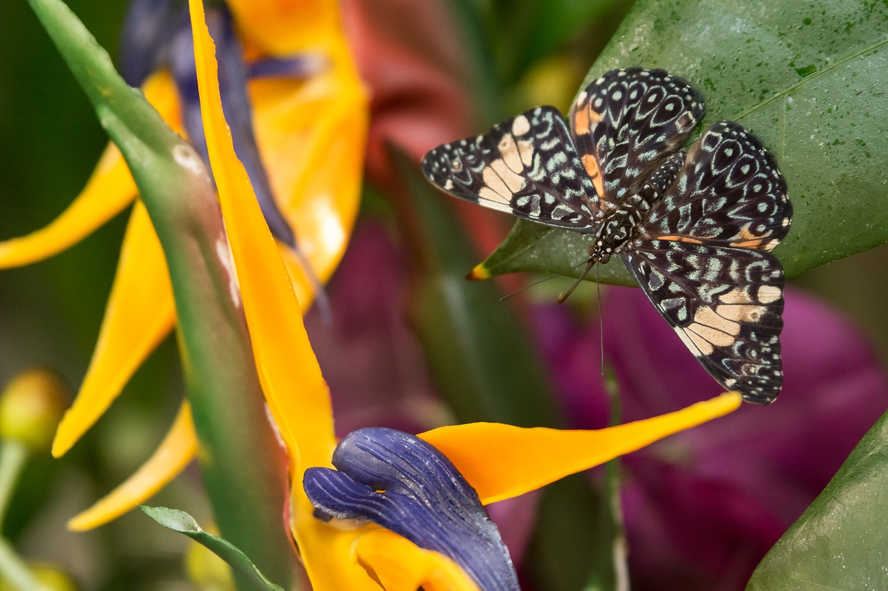 butterfly insects nature free photo