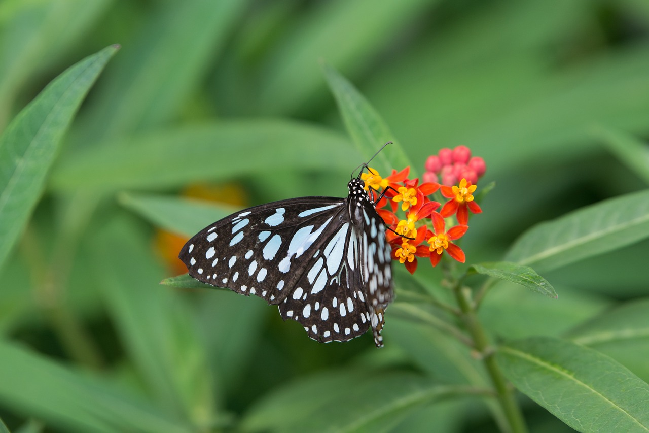 butterfly insects nature free photo