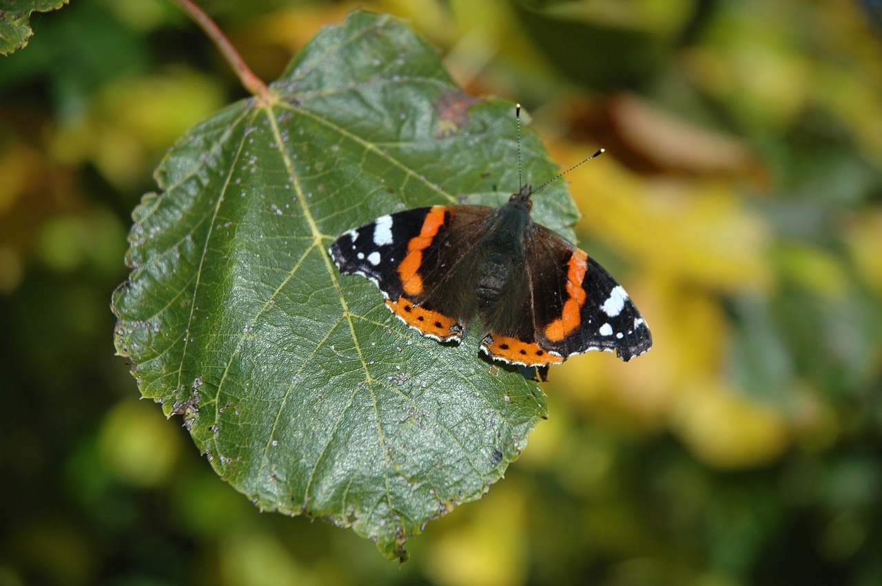 butterfly close insect free photo