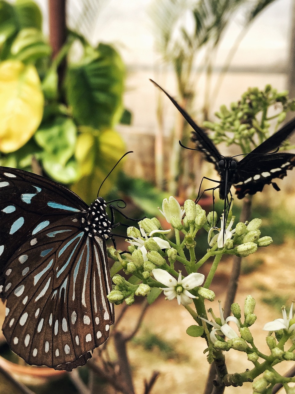 butterfly black quentin chong free photo