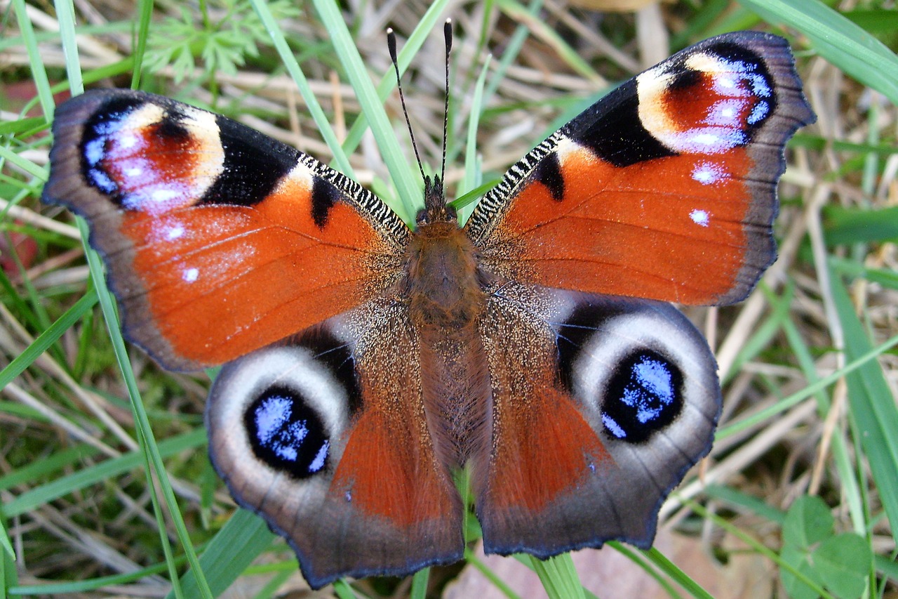 butterfly nature insect free photo