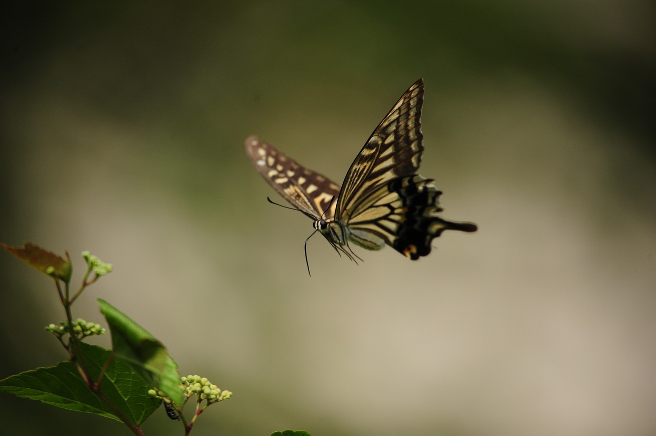 butterfly flying swallowtail butterfly free photo