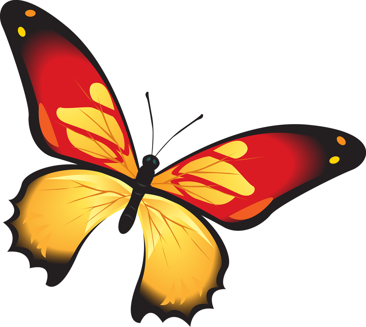 butterfly colorful red free photo