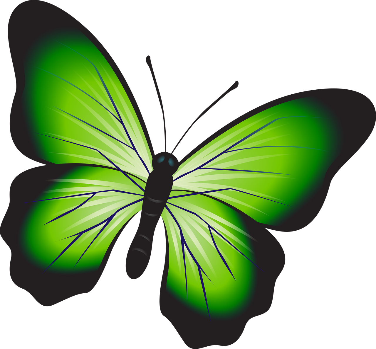 butterfly colorful green free photo