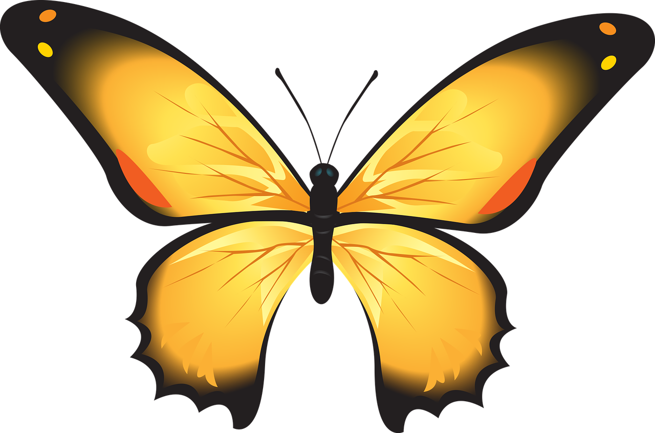 butterfly colorful yellow free photo