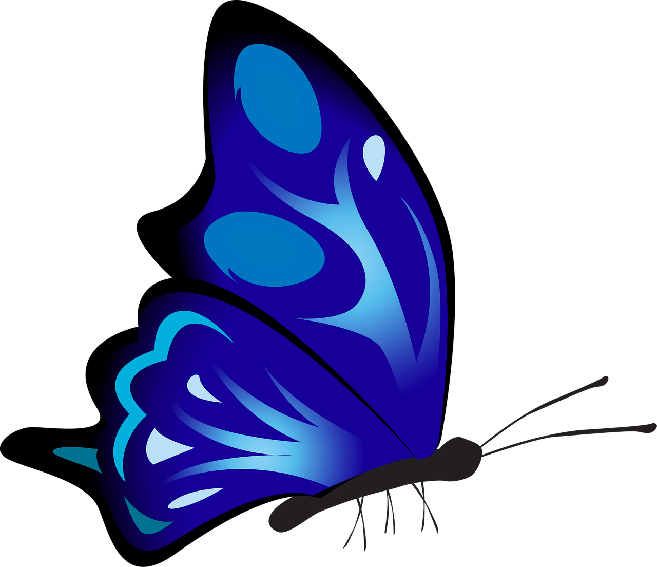 butterfly colorful blue free photo
