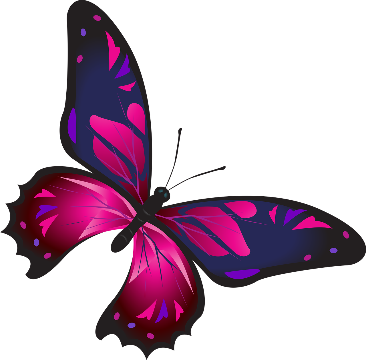 butterfly colorful pink free photo