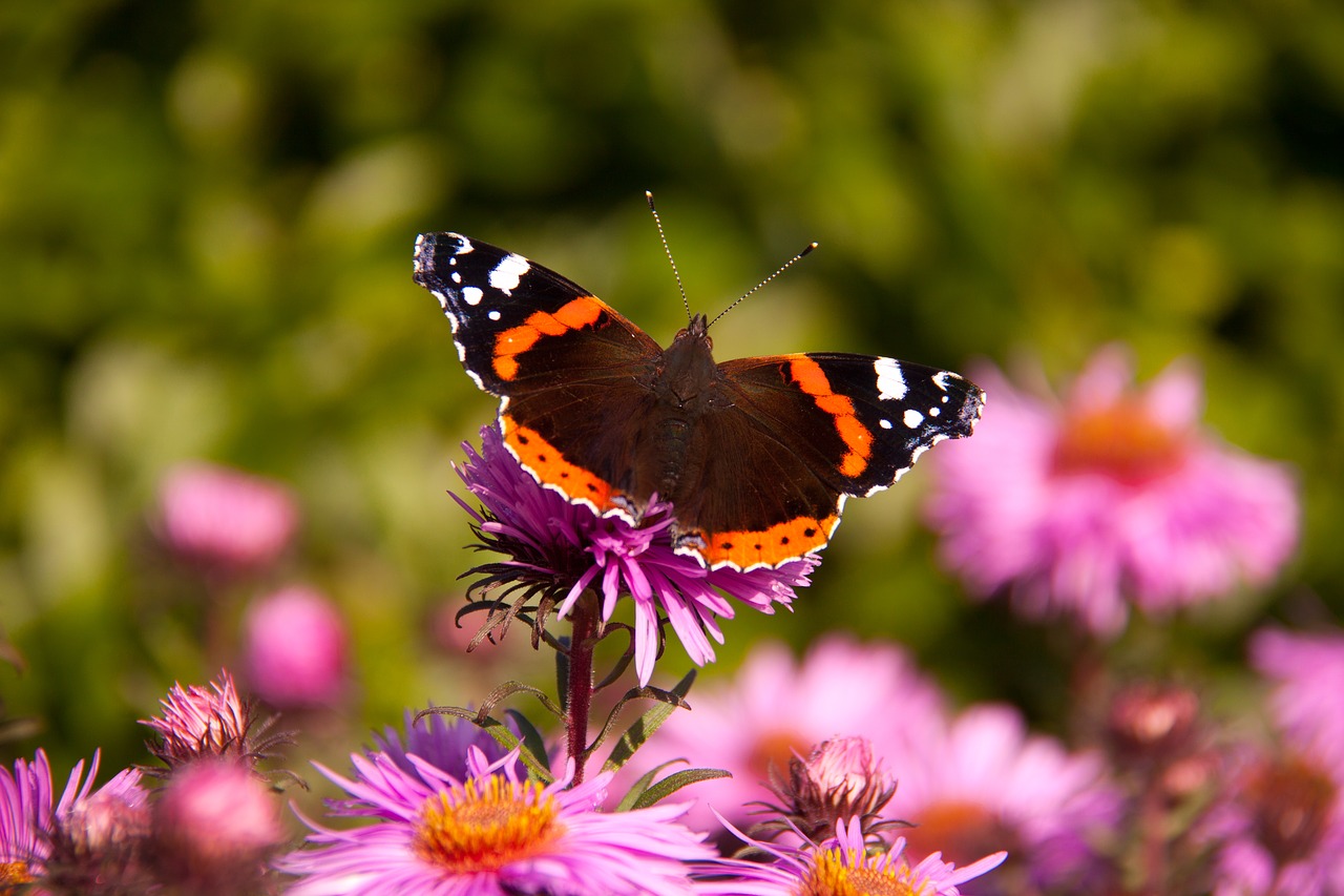 butterfly admiral flower free photo