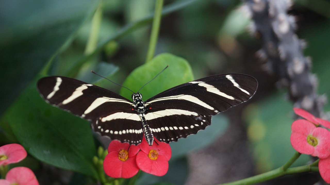 butterfly nature flower free photo