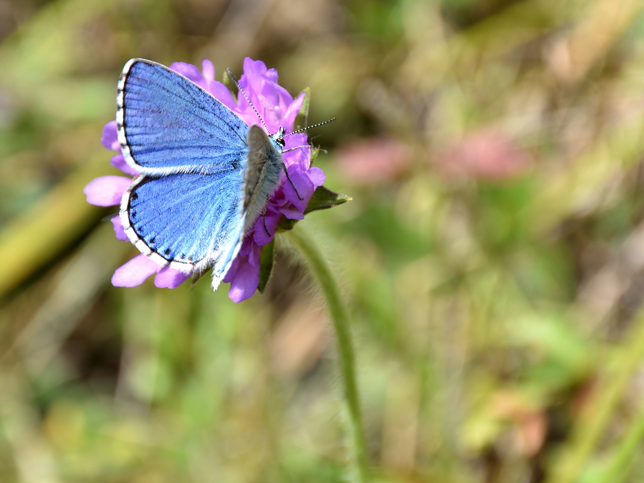 butterfly flower common blue free photo