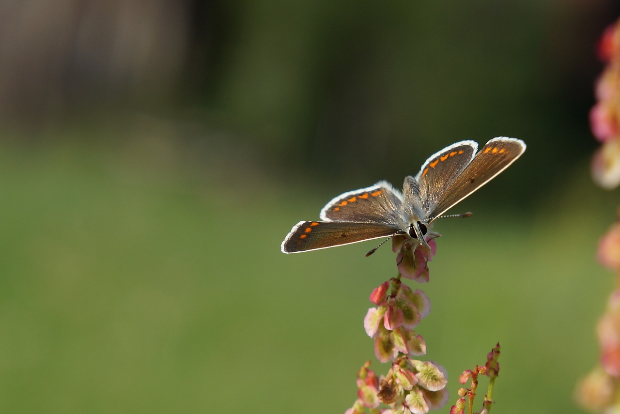 butterfly macro nature free photo