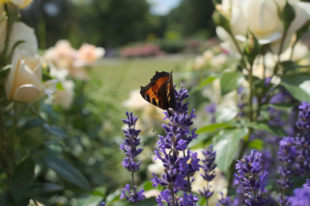 butterfly macro close free photo