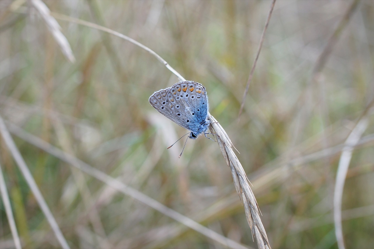 butterfly macro nature free photo