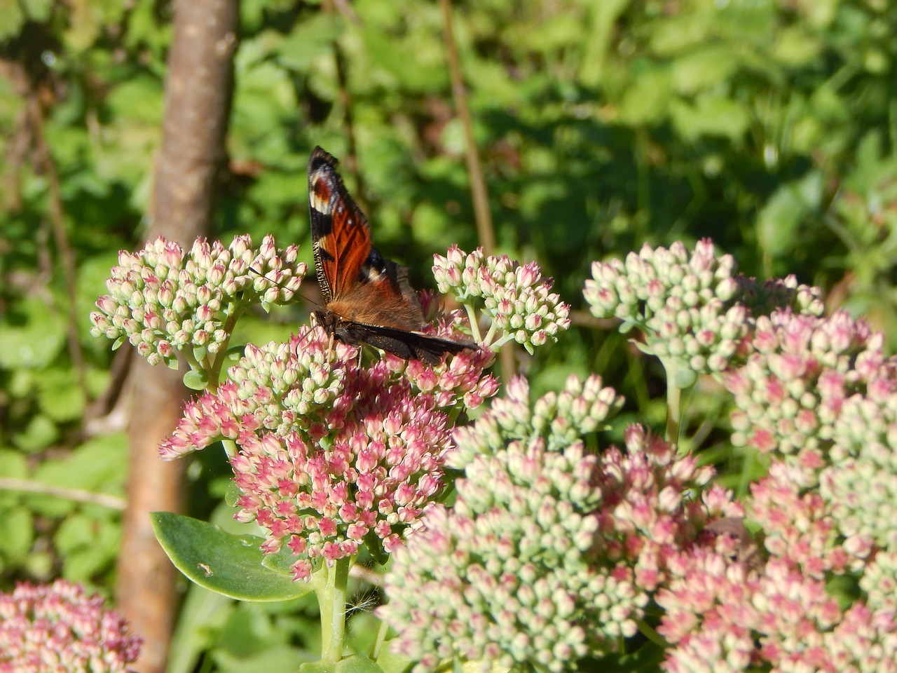 butterfly peacock insect free photo