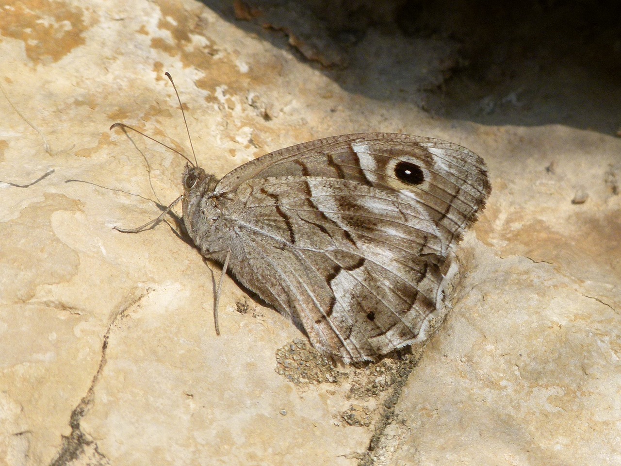 butterfly grey butterfly rock free photo