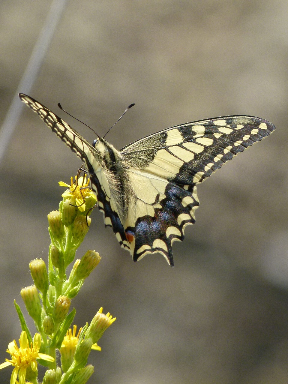 Бабочка с желтыми крыльями. Бабочка Махаон (Papilio Machaon). Papilio Machaon бабочка. Бабочка Папилио Махаон. Желтая бабочка Махаон.