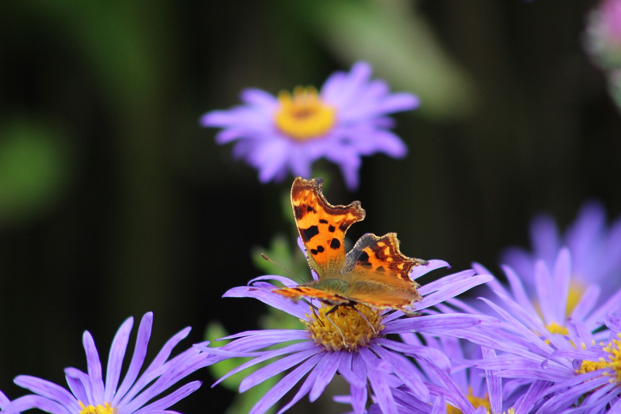 butterfly comma flower free photo