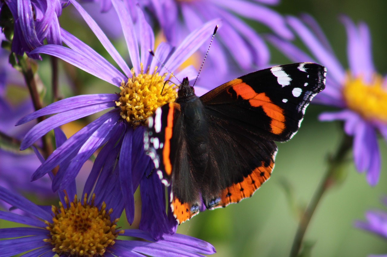 butterfly aster flower free photo