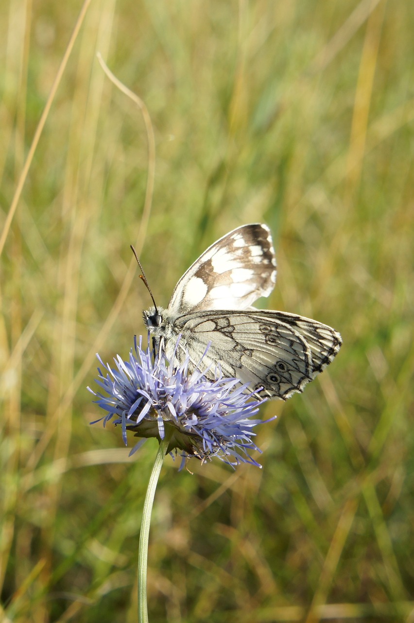 butterfly nature close free photo