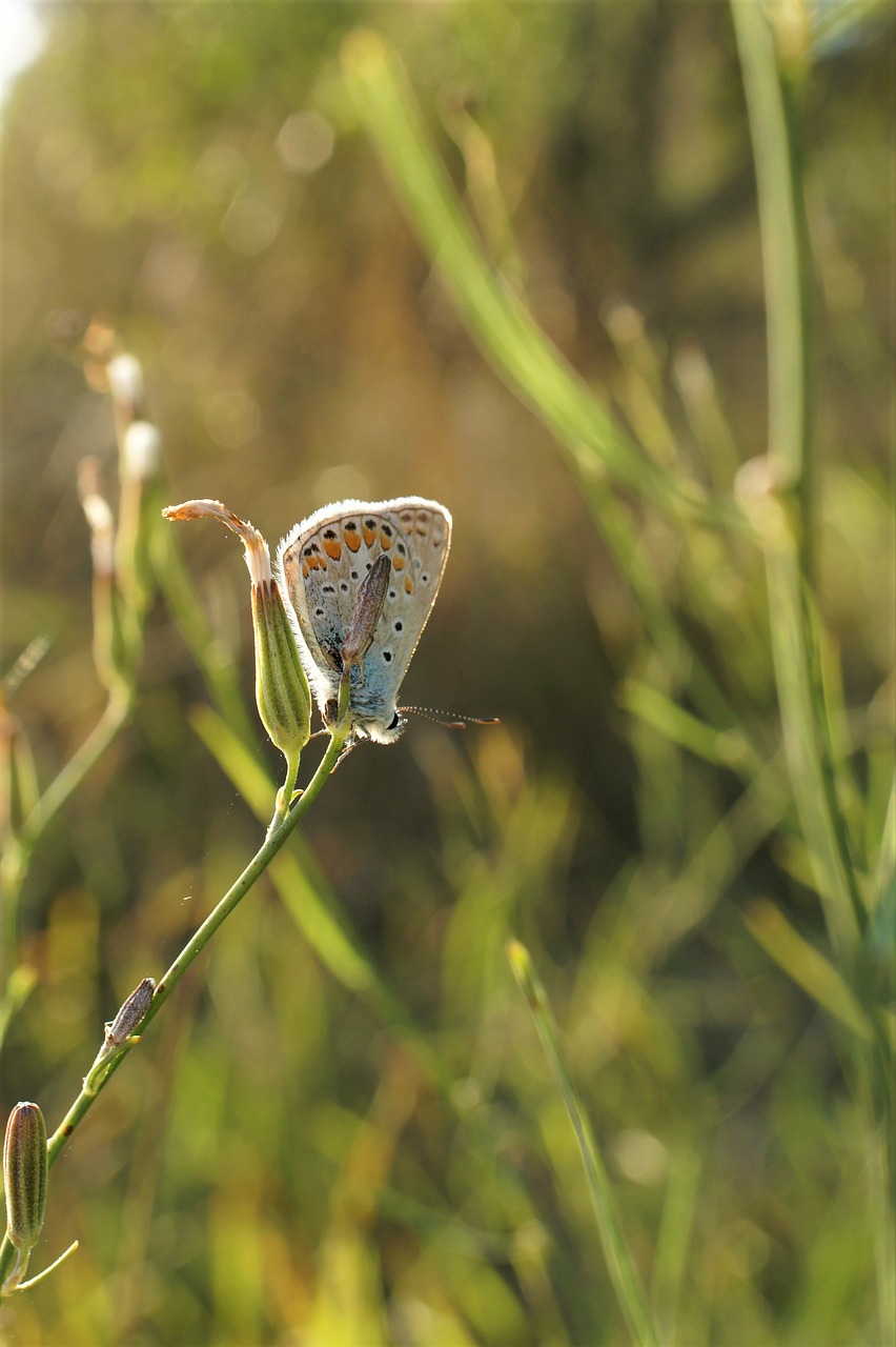 butterfly sun macro free photo