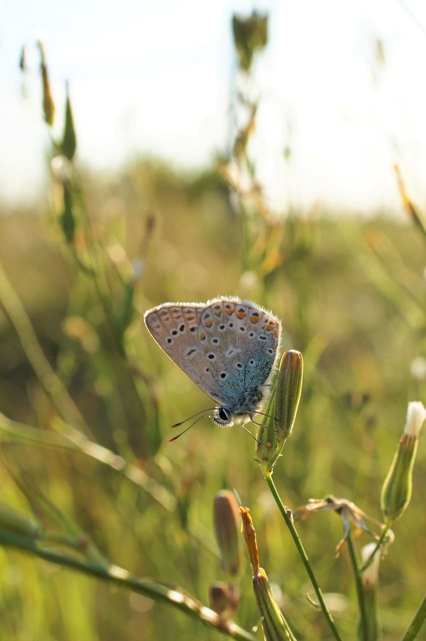 butterfly sun macro free photo