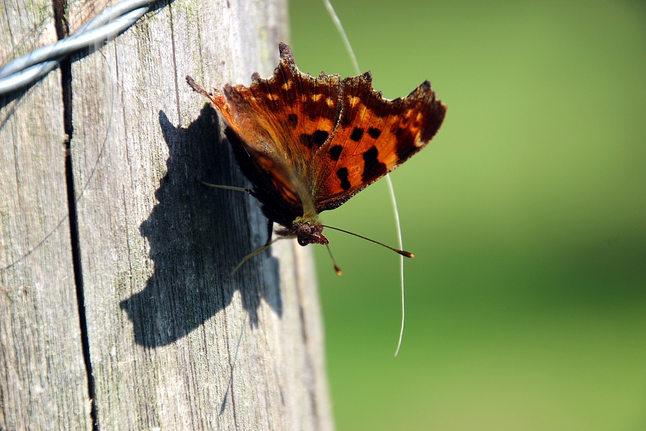 butterfly wings comma butterfly free photo