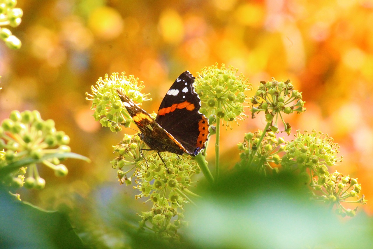 butterfly wing background free photo