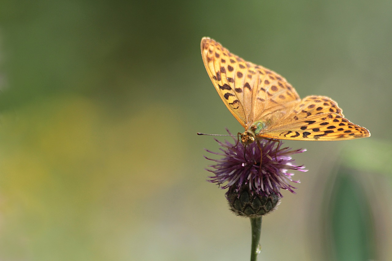 butterfly nature insect free photo