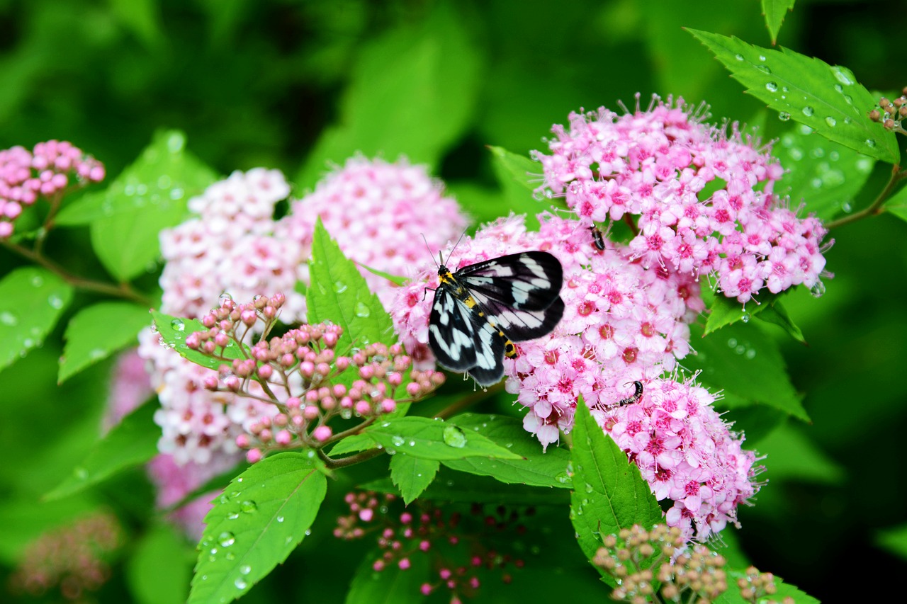 butterfly flower desktop free photo