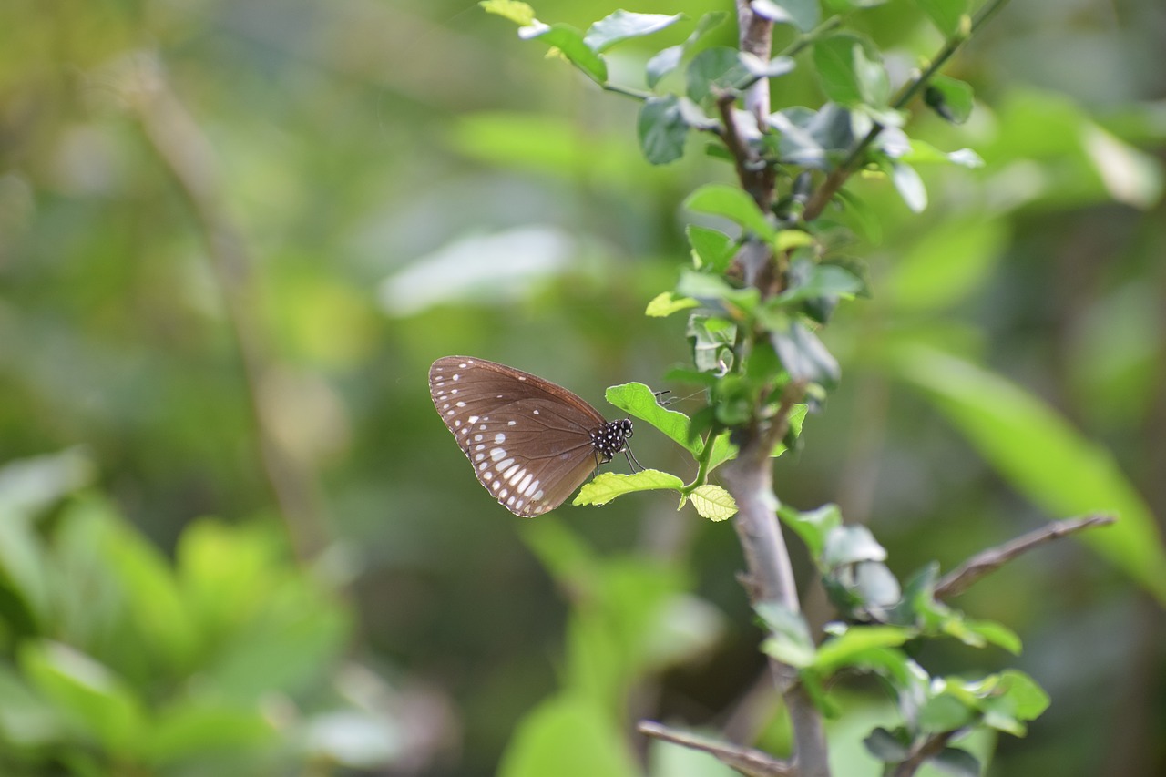 butterfly forest green free photo