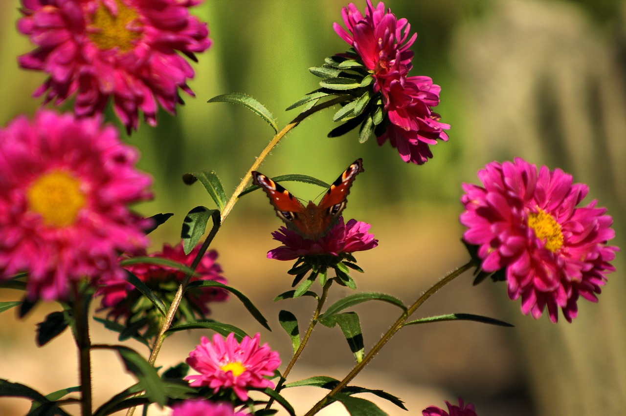 butterfly flowers pink free photo