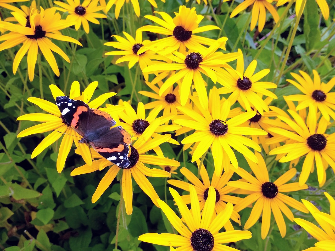 butterfly flowers blossom free photo