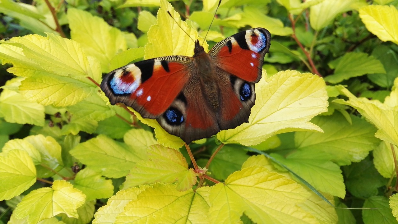 butterfly peacock butterfly leaves free photo