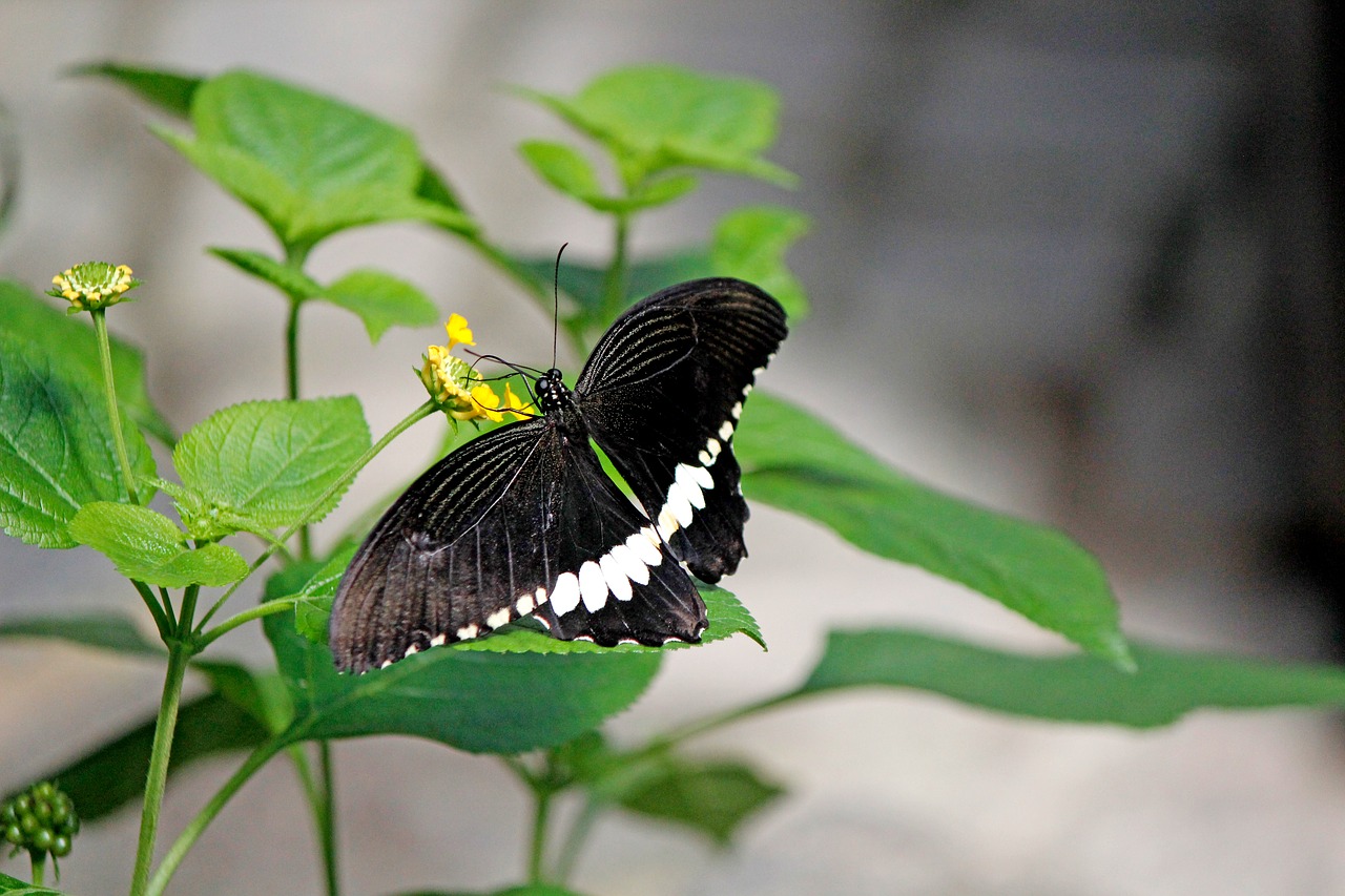 butterfly black insect free photo