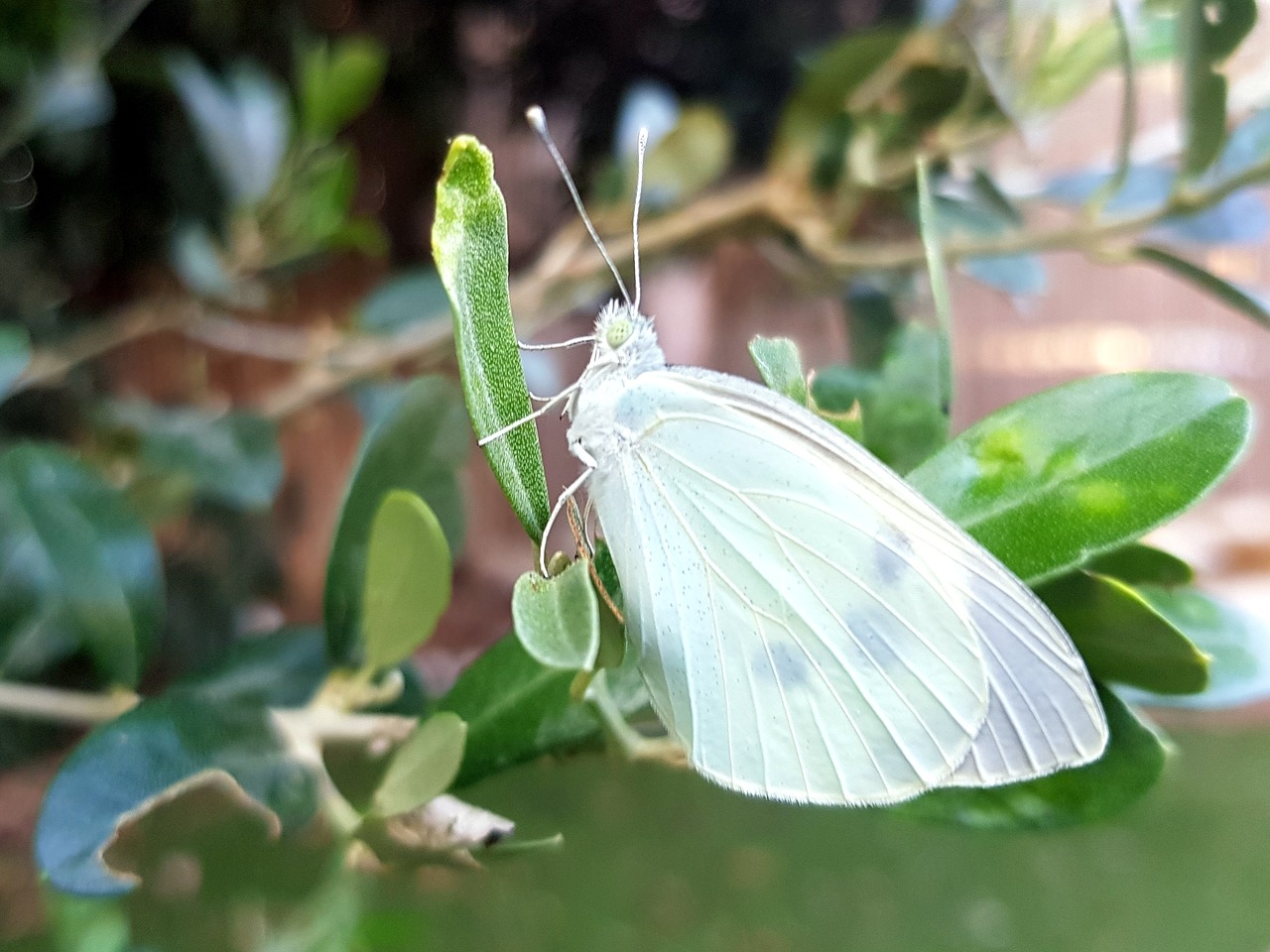 butterfly white bright free photo