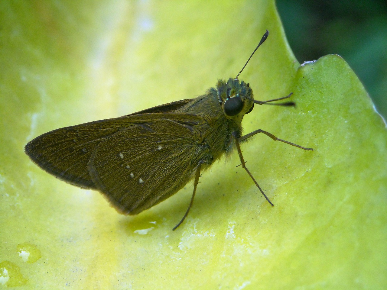 butterfly brown leaf free photo