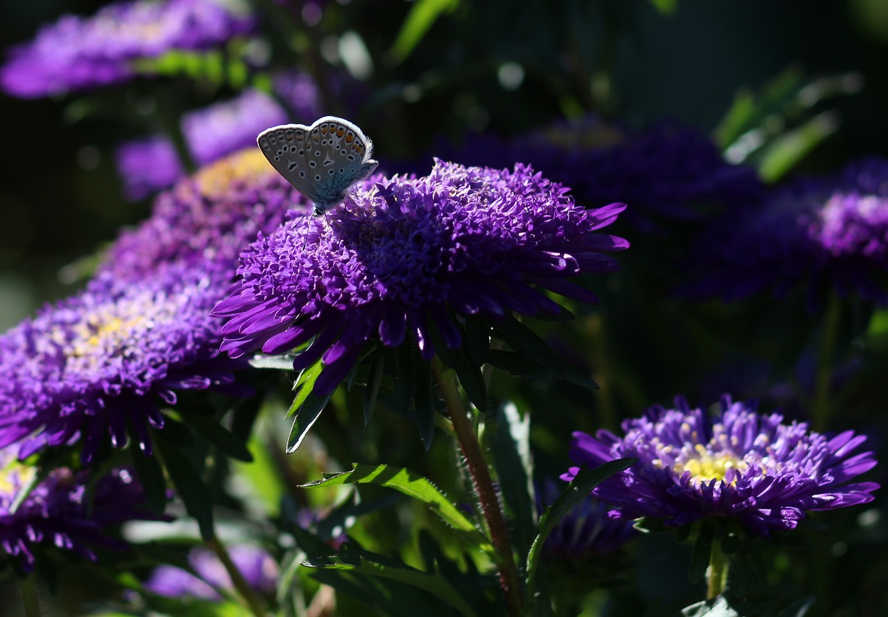 butterfly blue flower free photo