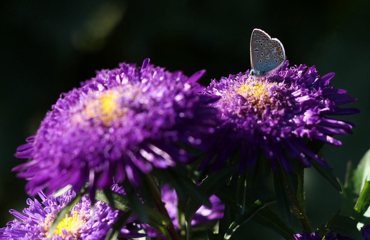 butterfly blue flower free photo